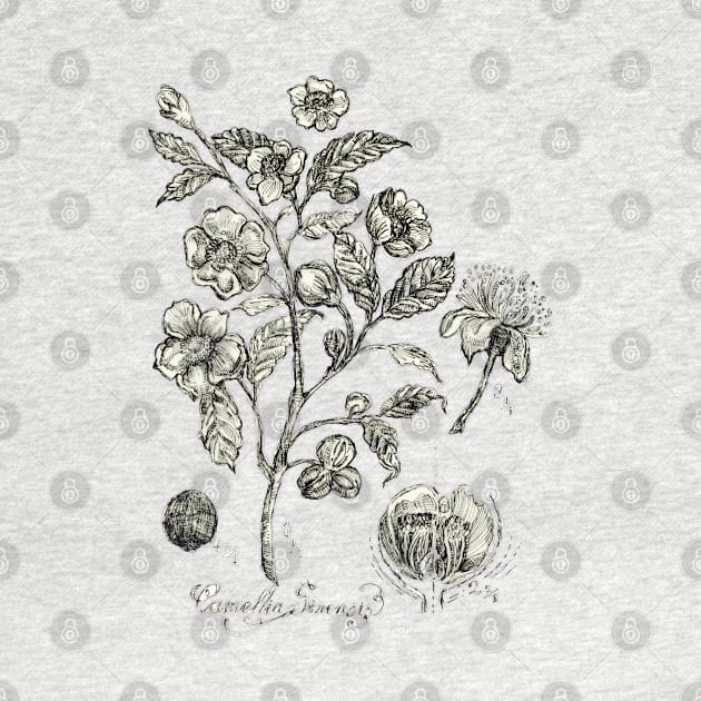 Botanical Illustration_Tea Plant. by FanitsaArt